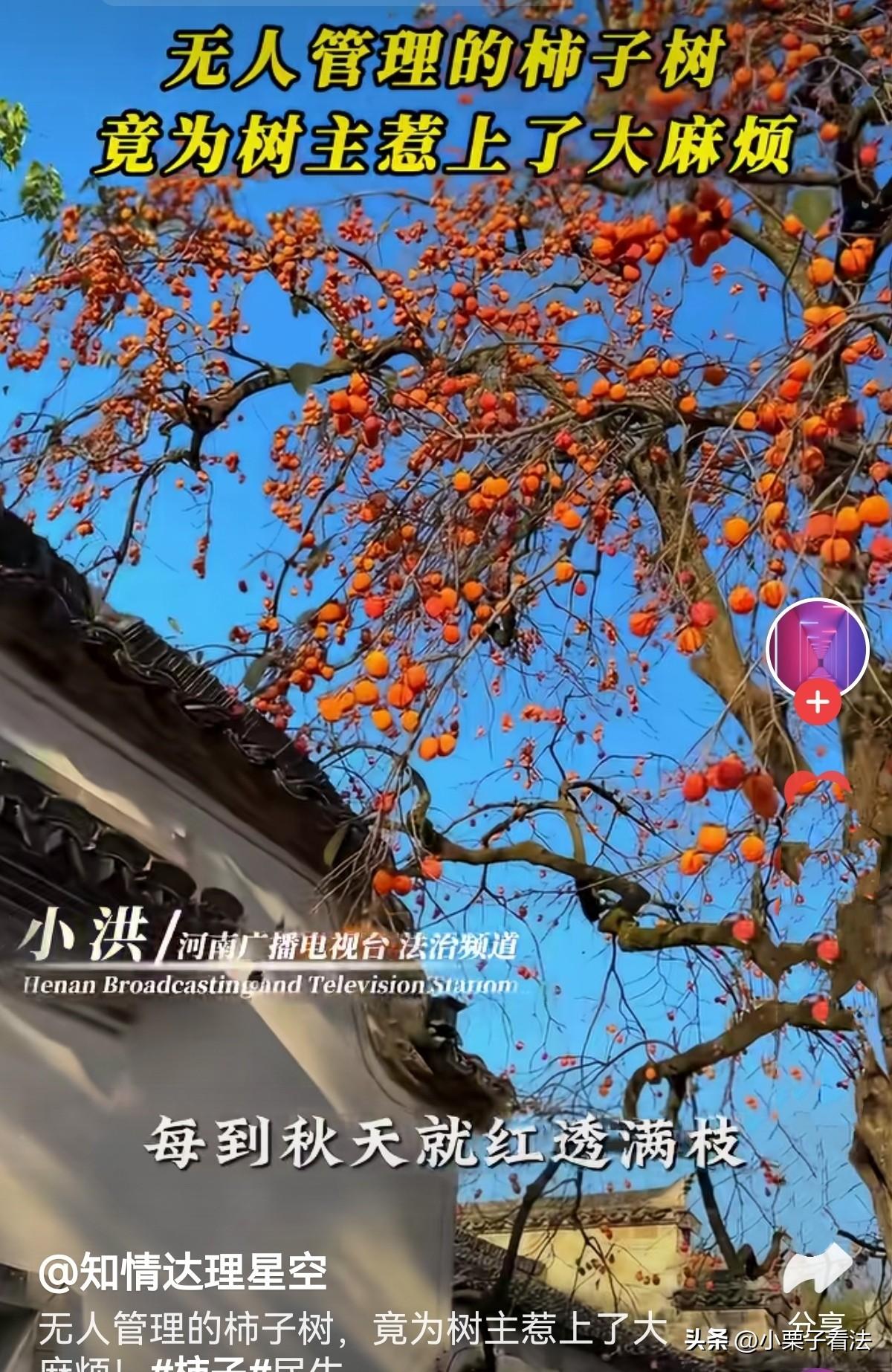 河南，男子全家在外打工，家中无人，可他家院里的柿子树却长势喜人，秋季硕果累累。年