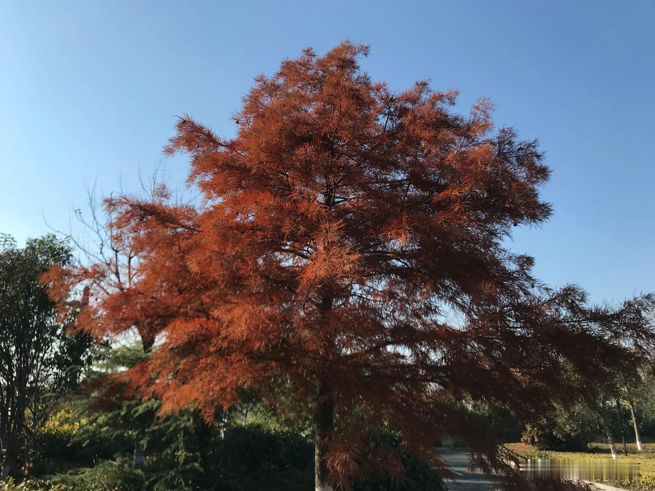 可以分享一张秋景的树叶的照片吗？水杉