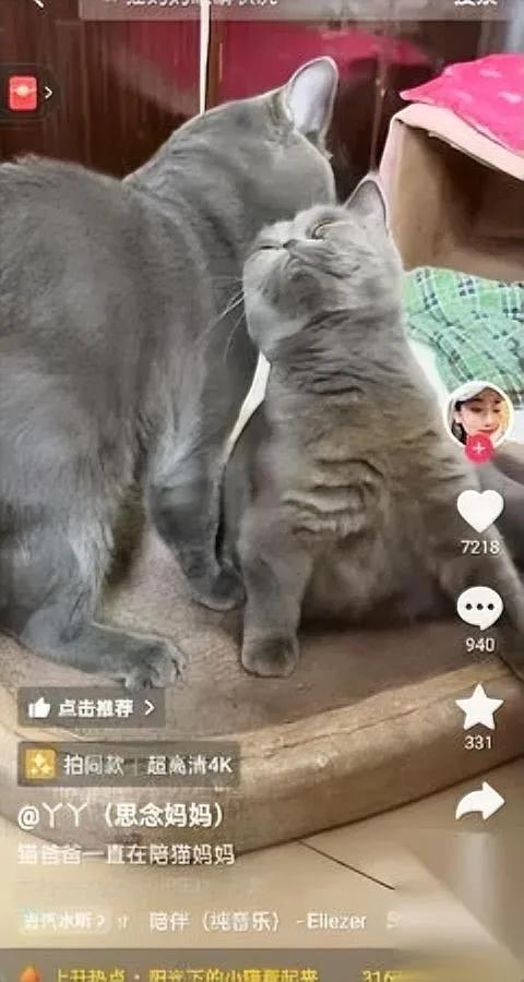 蓝猫妈妈的痛，终于有人接住了

不是我，是跟它抢了三年罐头的老伙计。

昨天去常