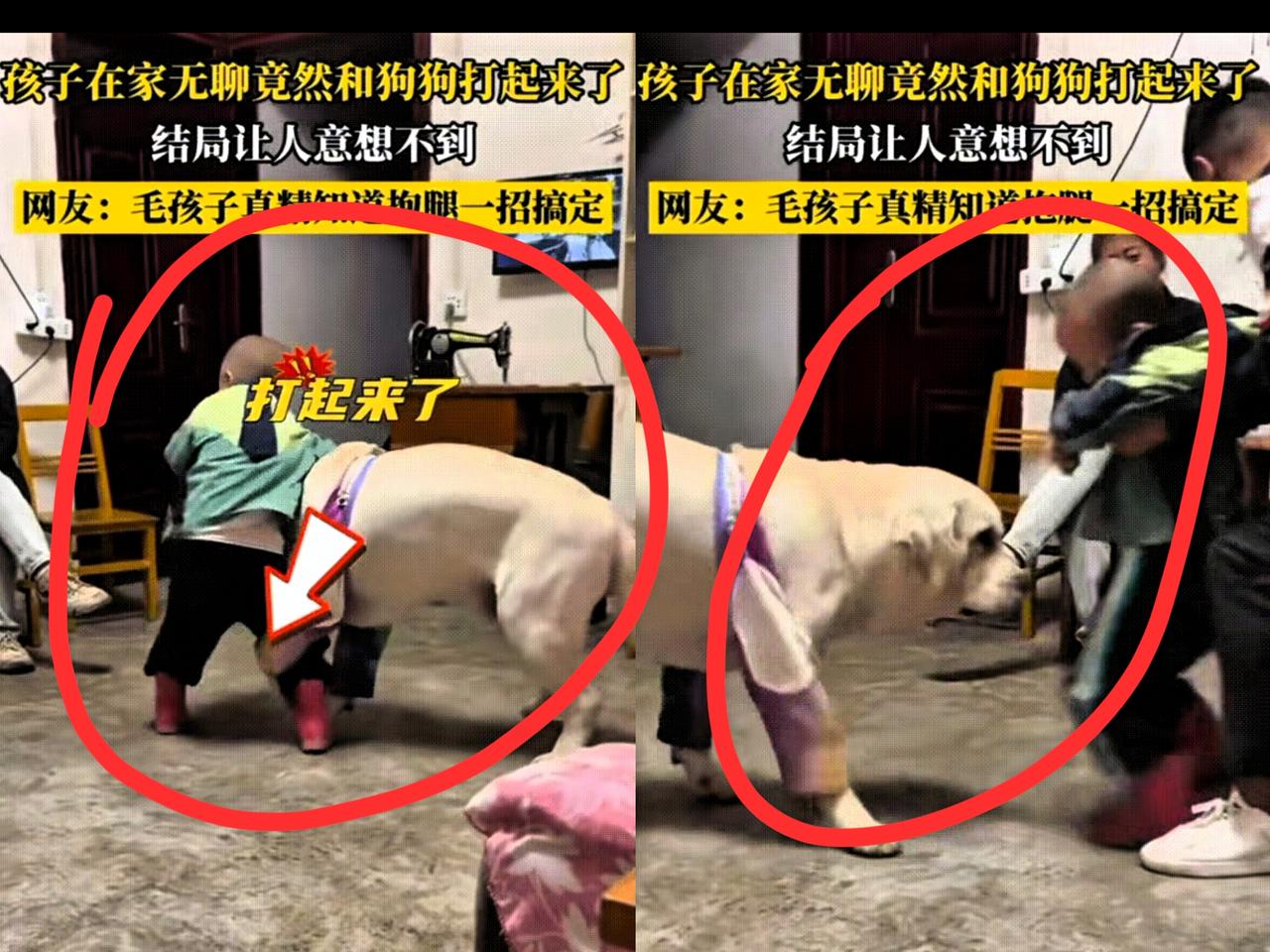 湖北，萌娃在家无聊竟然和自家狗狗打了起来，狗狗很胖乎，萌娃在狗狗面前很不显眼。但