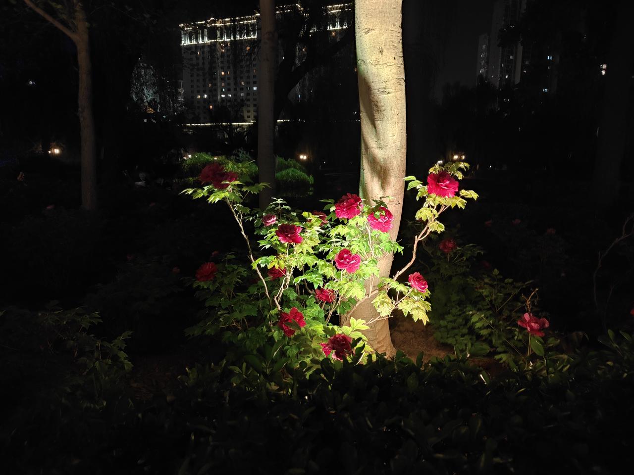 分享一张你相册里的花草照片艳丽花卉随手拍 春日花卉摄影