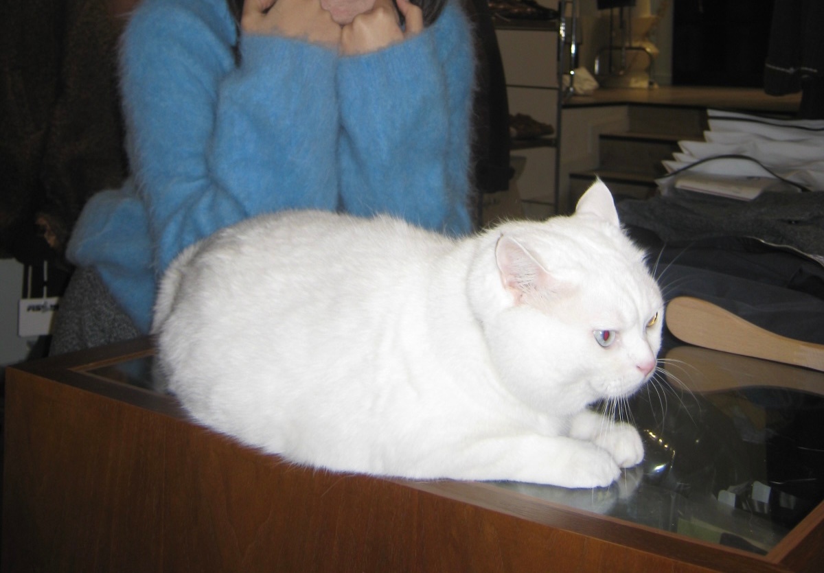 才买条裙子又和猫玩上