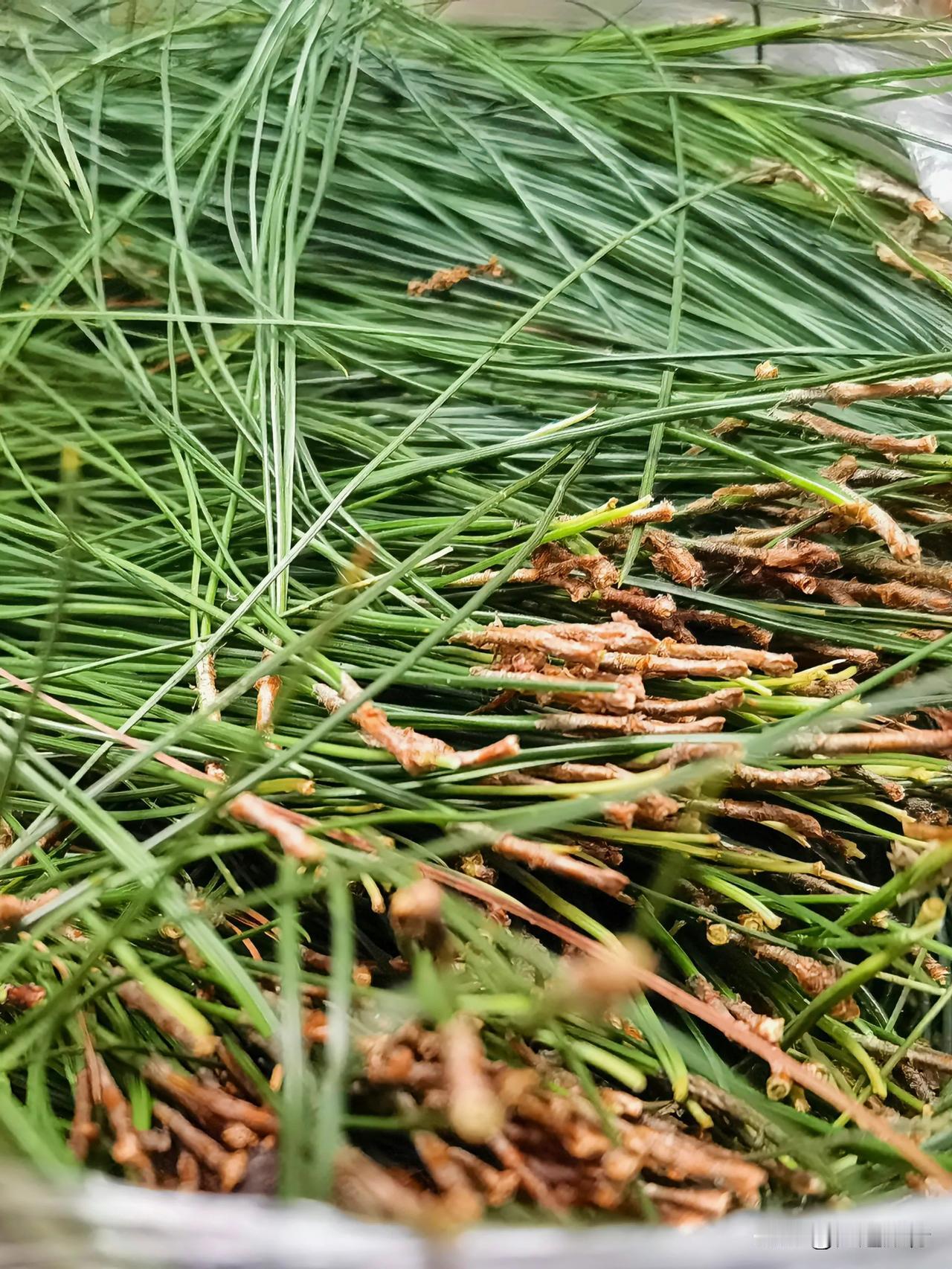 大理春节特色活动，上山“扯松毛”，为春节“撒松毛”提前做好准备。蛇年即将来临，你