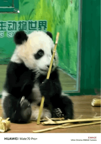 哇塞，妹猪半岁啦， 动图下的熊猫妹猪太治愈了 ！它的可爱瞬间全给拍了下来，我猜很