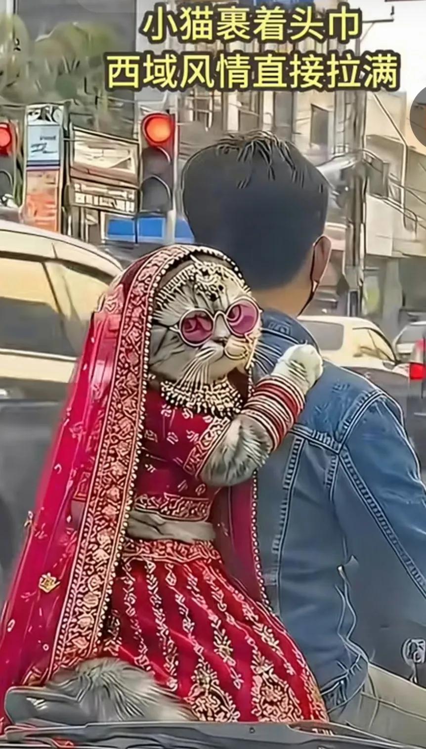 男人把自己宠物猫都打扮的这么漂亮，小猫猫像个女生一样，可爱又美丽，满满的西域风情