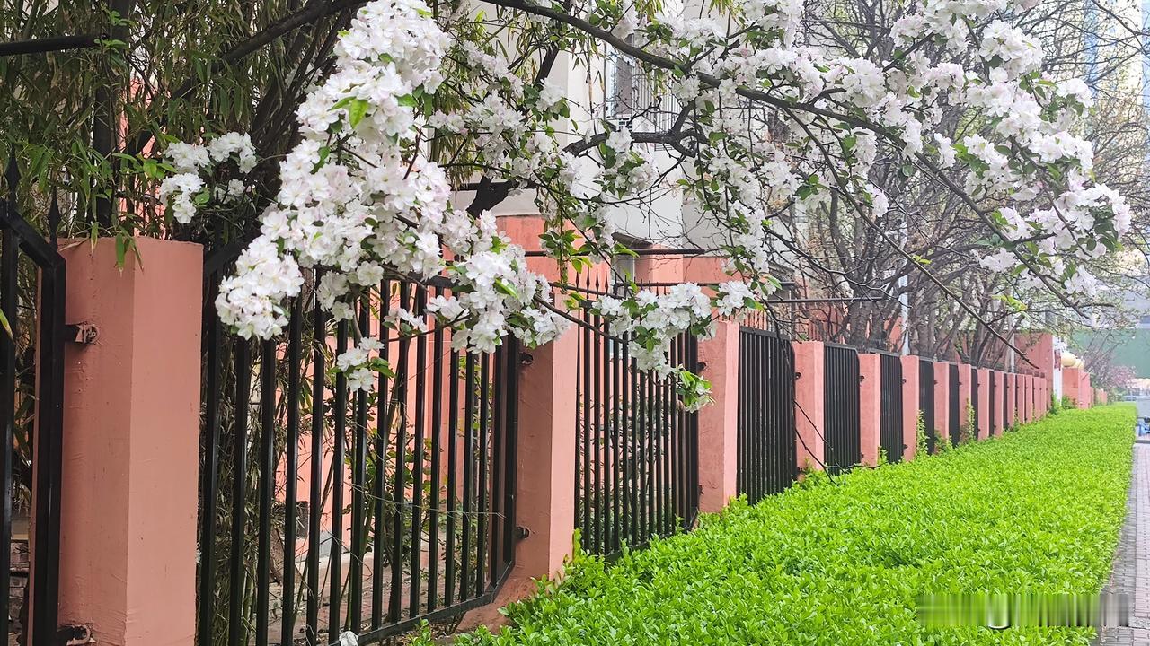 太原这场春雨，把花洗得太漂亮了！

今天龙城太原下春雨啦，街上没啥人，就听见刷刷