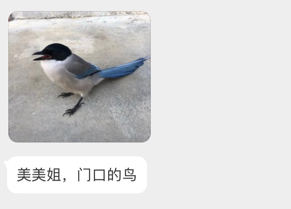 身上有雾霾蓝的【灰喜鹊】好看且聪明的鸦鸦 ​​​