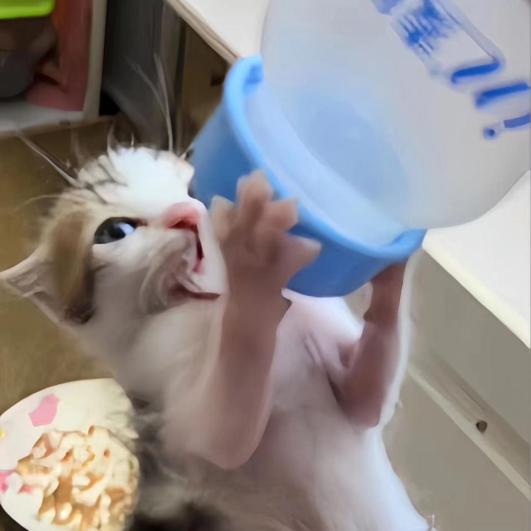 誒呀是小不点是只猫