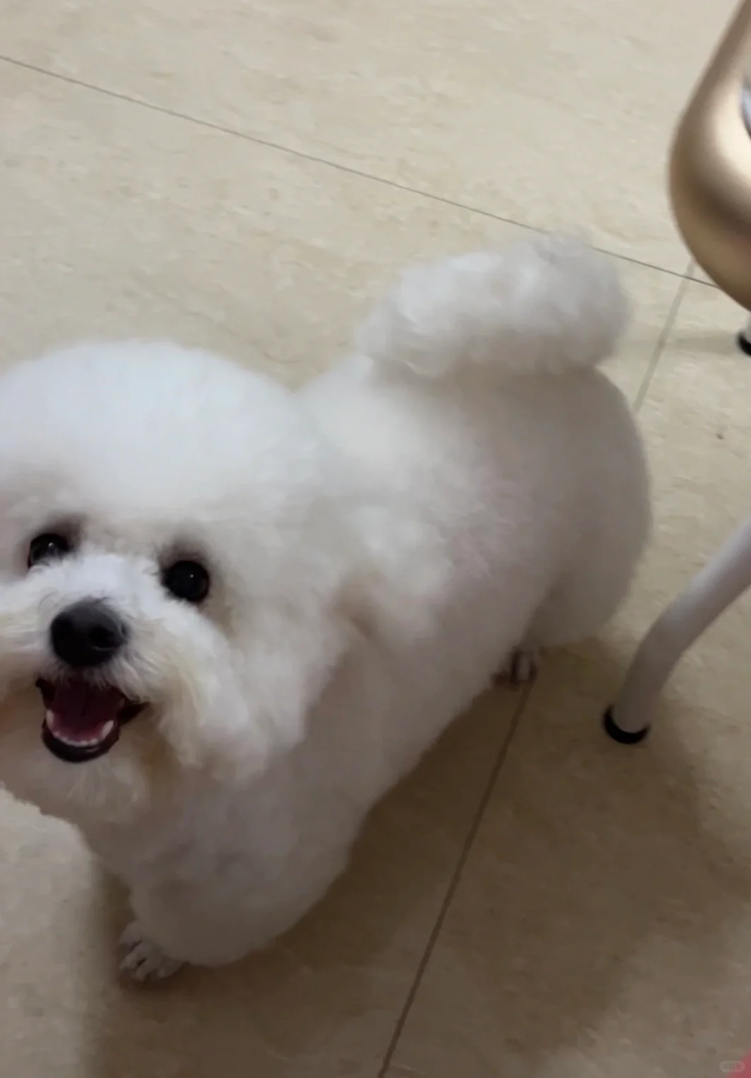 洗完澡的狗狗最可爱！！