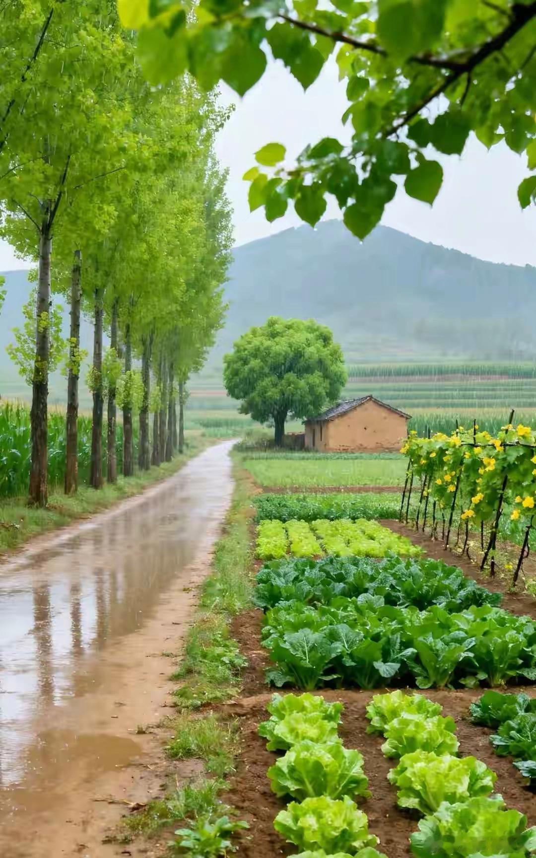 细雨浸润下的田园，青翠欲滴，充满蓬勃活力！ 