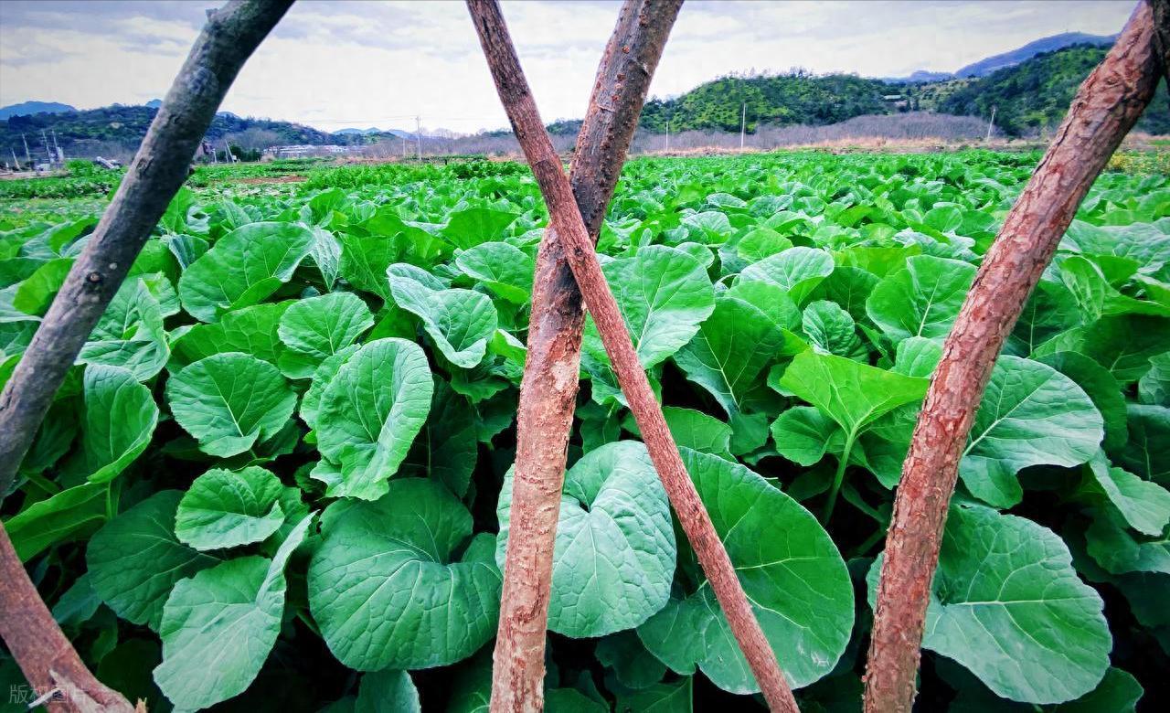 广东，一女子正在田间劳作，一陌生男子路过时见四下无人，便过来搂抱女子，甚至还触碰