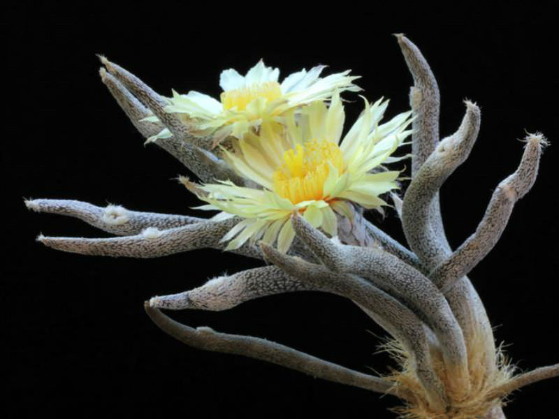 ‎种植 美杜莎仙人球（学名：Astrophytum caput-medusae）