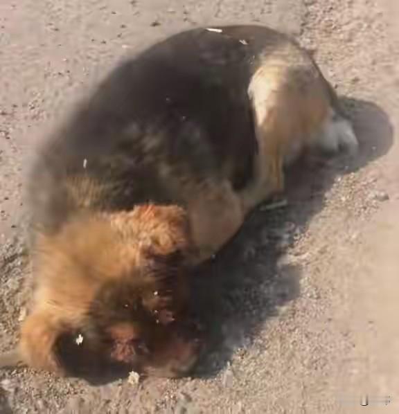 这天，一位大哥去河边钓鱼，结果在河边的沙地上看到无比凄惨的一幕，一只可怜的流浪狗