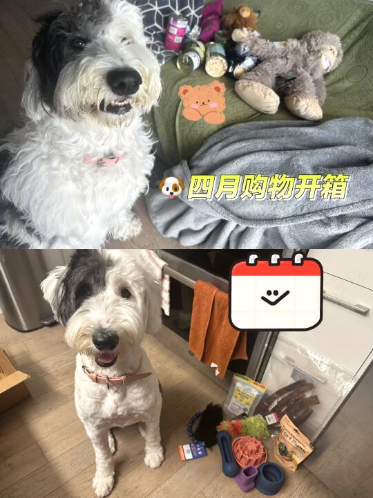 🐶四月补货开箱｜吃喝玩乐样样都来的