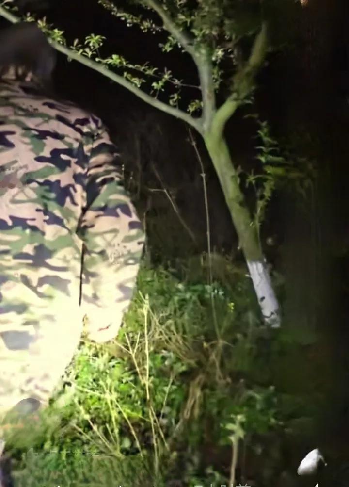 村民3头耕牛走失急哭，村干部连夜寻找暖哭全网
 2026年3月15日的四川达州渠