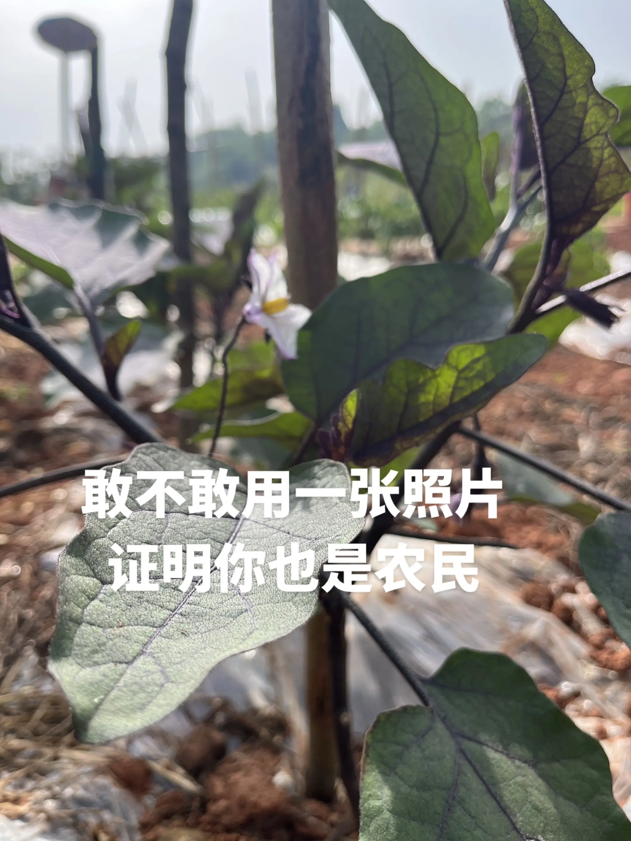 敢不敢证明😂