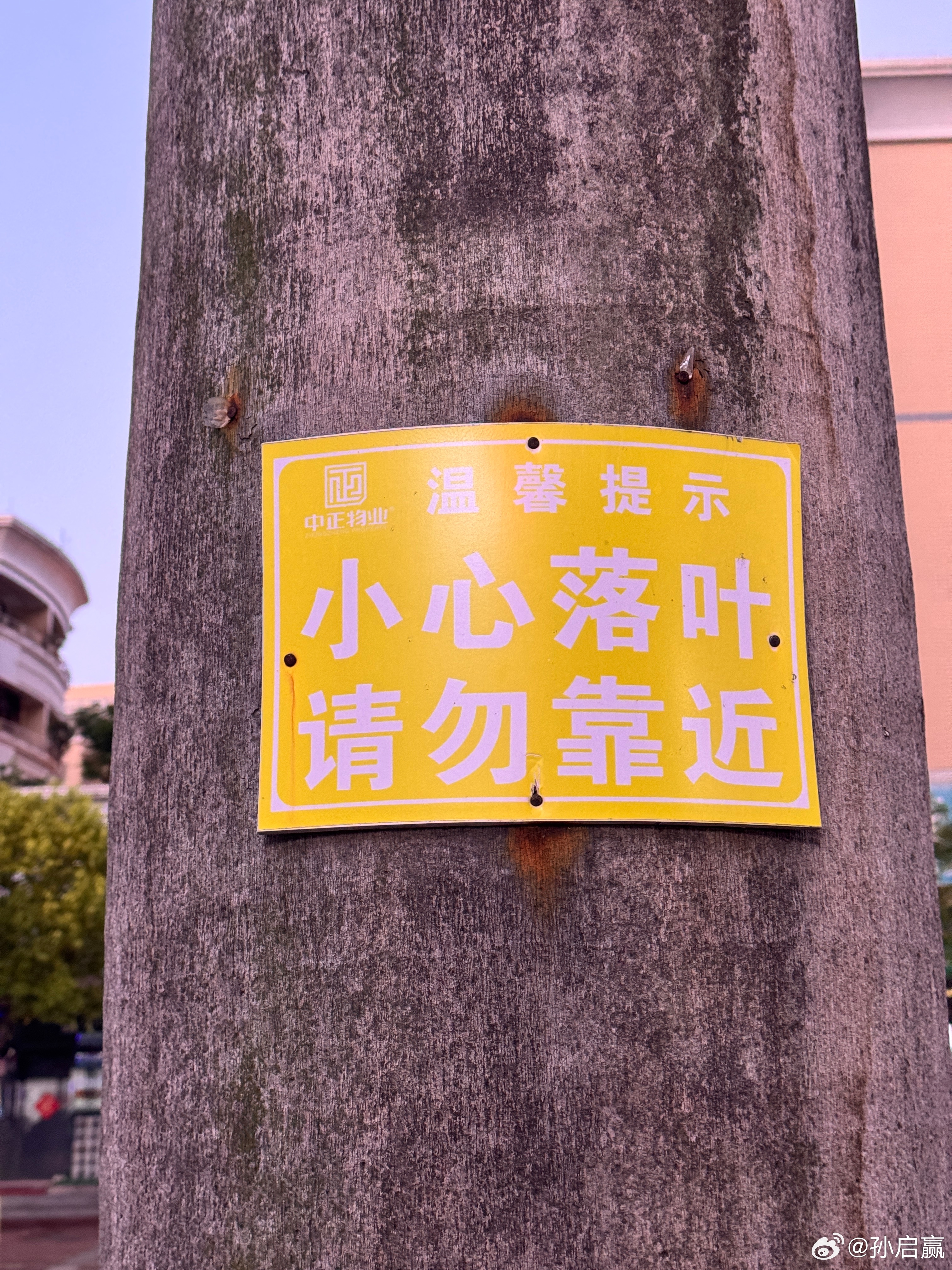 “小心落叶”不是开玩笑的，这个叶子至少2米以上，好几斤应该是有的，万一被砸脑袋，