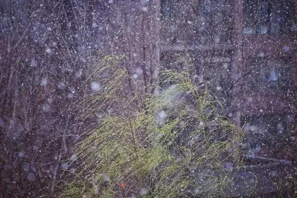 三月底的飞雪

冷的天   风儿已醉
三月底的飞雪又要春恋
心思用晶莹剔透纯粹