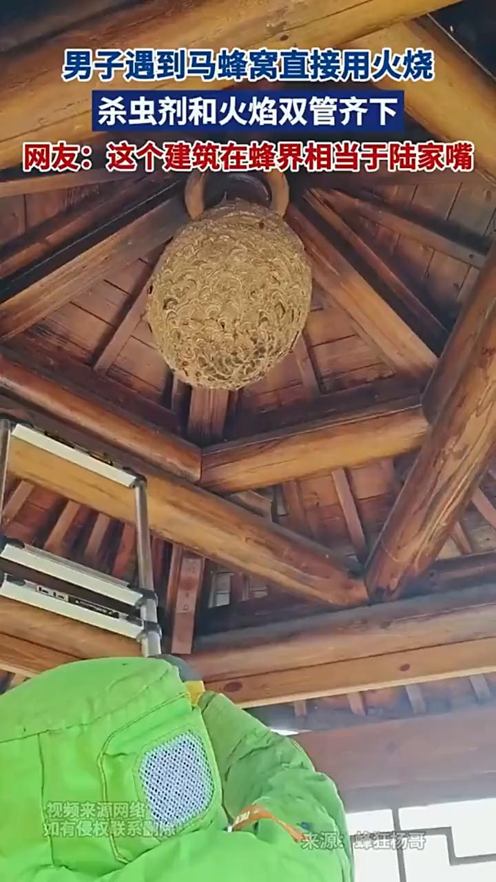 男子遇到马蜂窝直接用火烧，杀虫剂和火焰双管齐下。
网友：这个建筑在蜂界相当于陆家