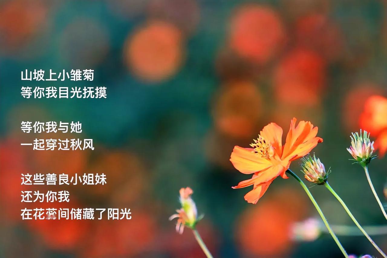 就是愿意
真诚问候一声
更乐意听你回复
一切安好
．
秋风阵阵
吹凉时光册页
想