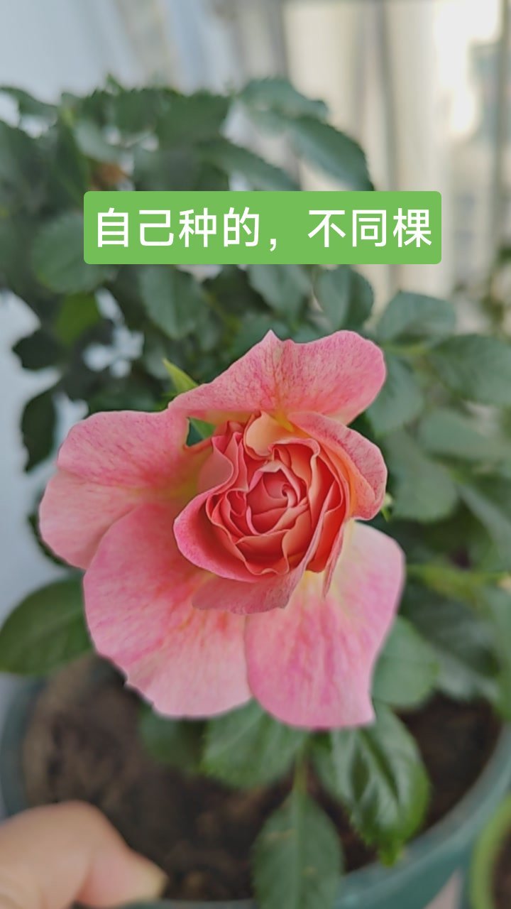 今天的海神王月季 