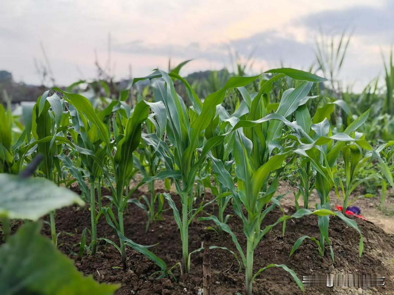 今年春天最想实现的心愿玉米苗裹着鲜绿的劲儿，叶尖在风里轻晃。褐土裹着嫩茎，远处云