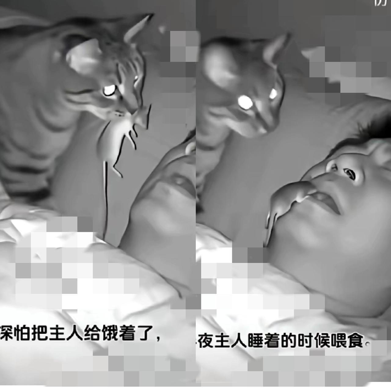 刷到只“报恩猫”直接破防！
      每天晚上都把自己最爱的小玩意儿叼给主人，