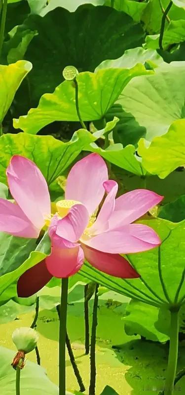 我超爱“接天莲叶无穷碧，映日荷花别样红”。
杨万里果真是写诗高手，
几笔便勾勒绝
