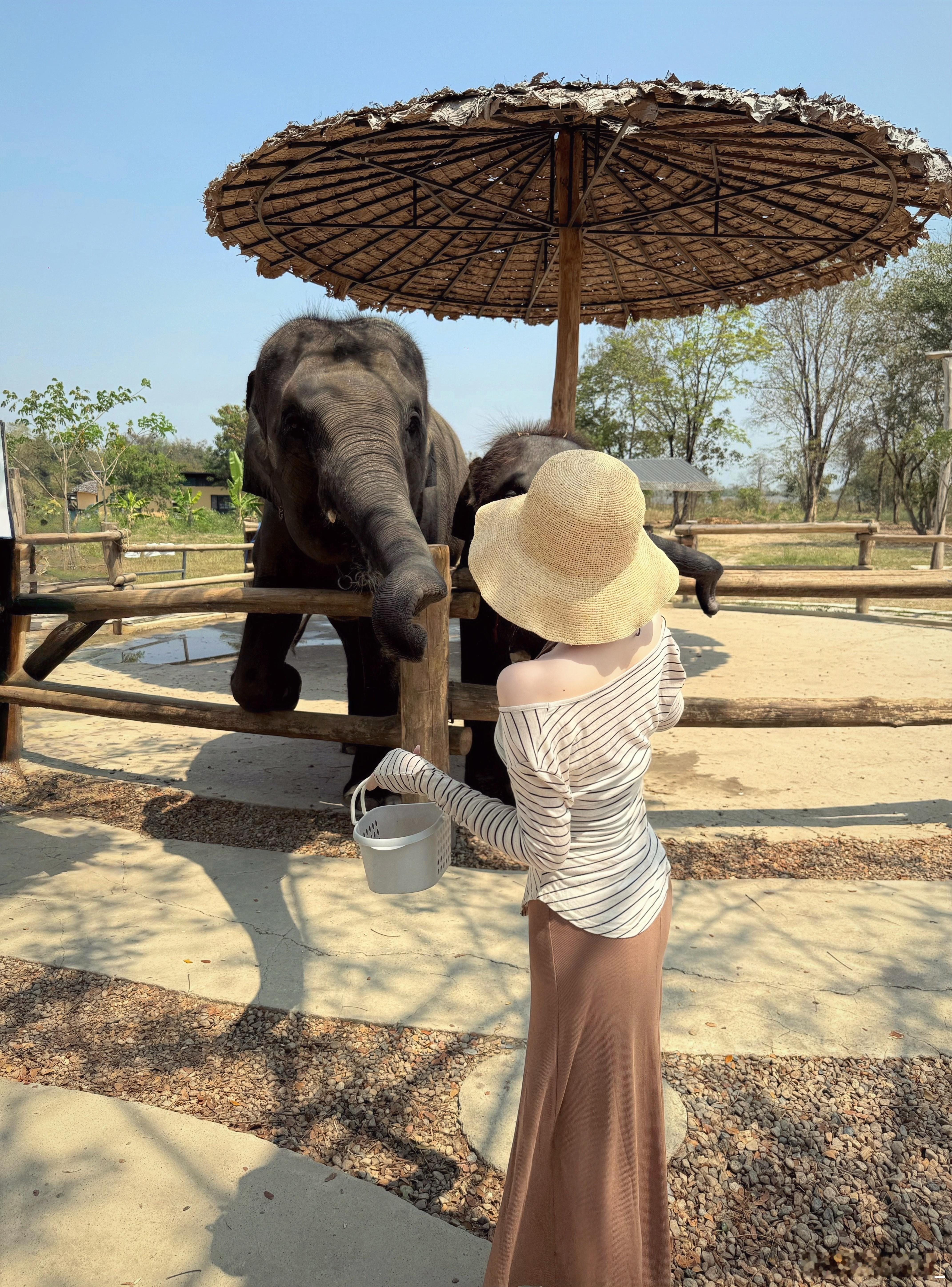 🐘🐾 
