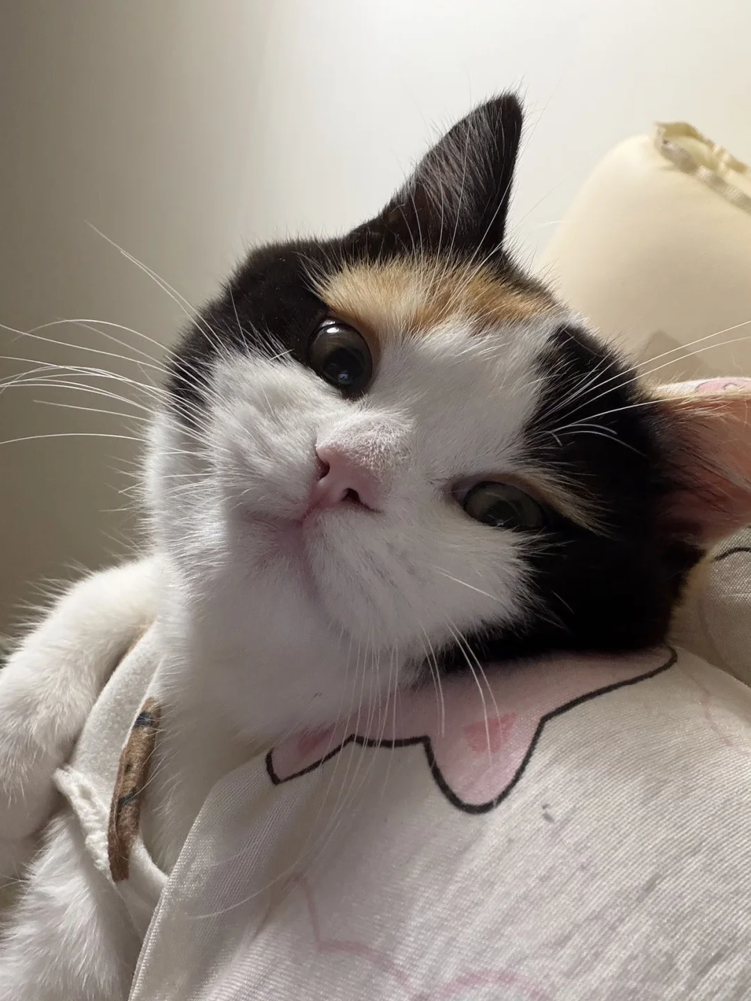 🆘小猫尿不出？别慌！