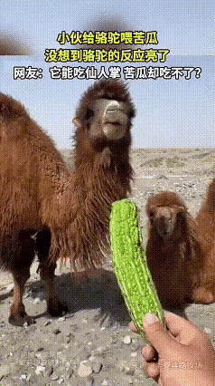 骆驼的味觉着实有点迟钝～[捂脸]