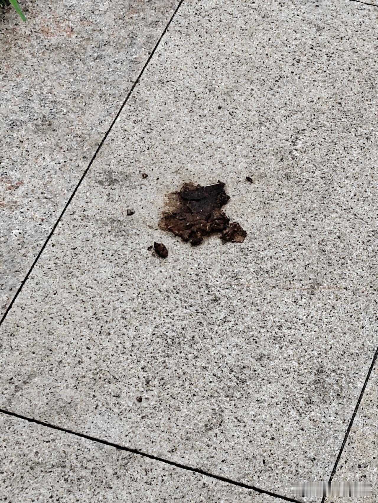 遍地是狗屎，我可不想踩狗屎运，其实养狗人出来遛狗就是让它随地拉尿，根本不清理！人