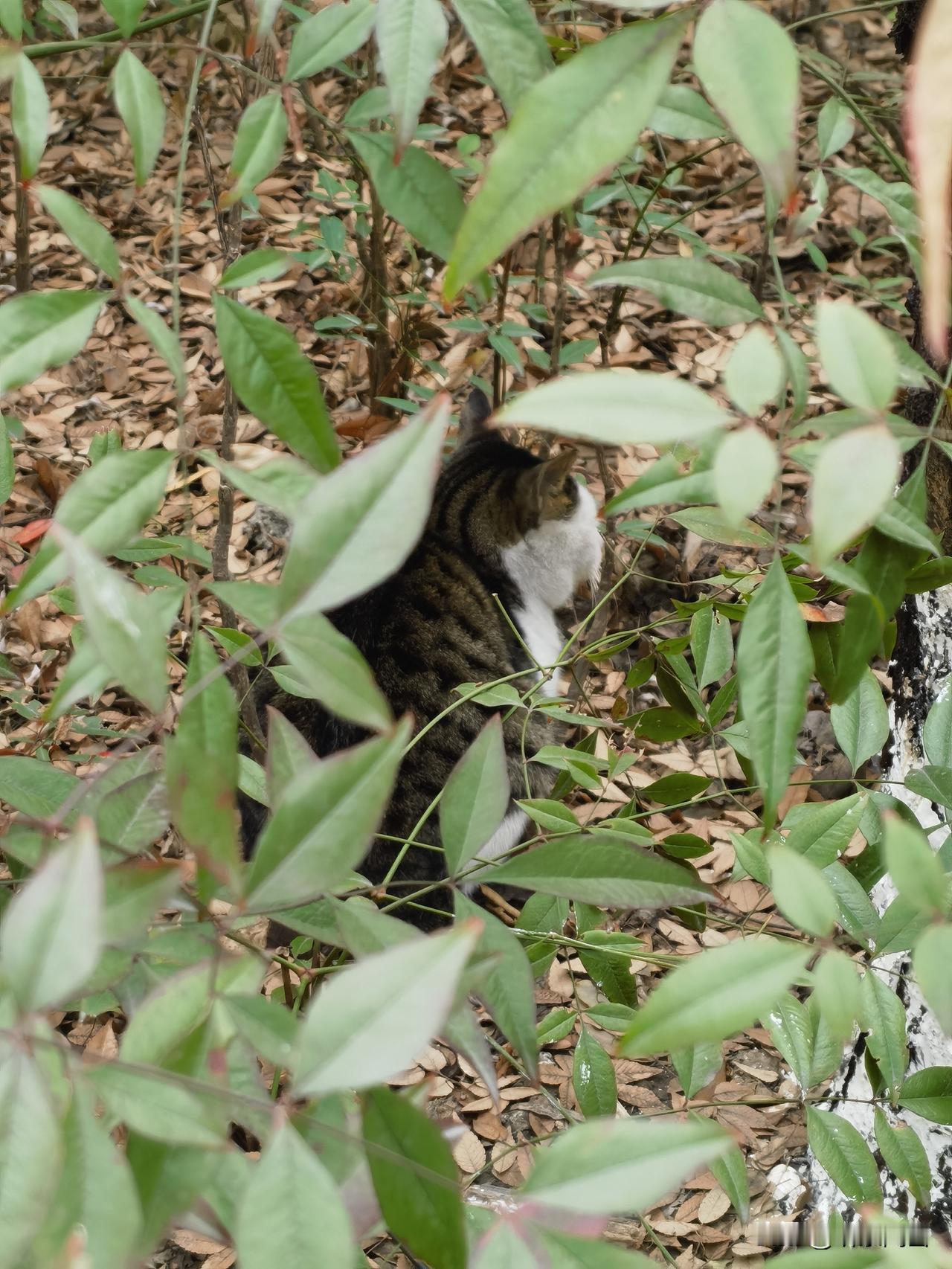 你看到猫咪在树丛中缩头缩脑的样子，就是我在这个冬天观察周围的世界

六十多年来，