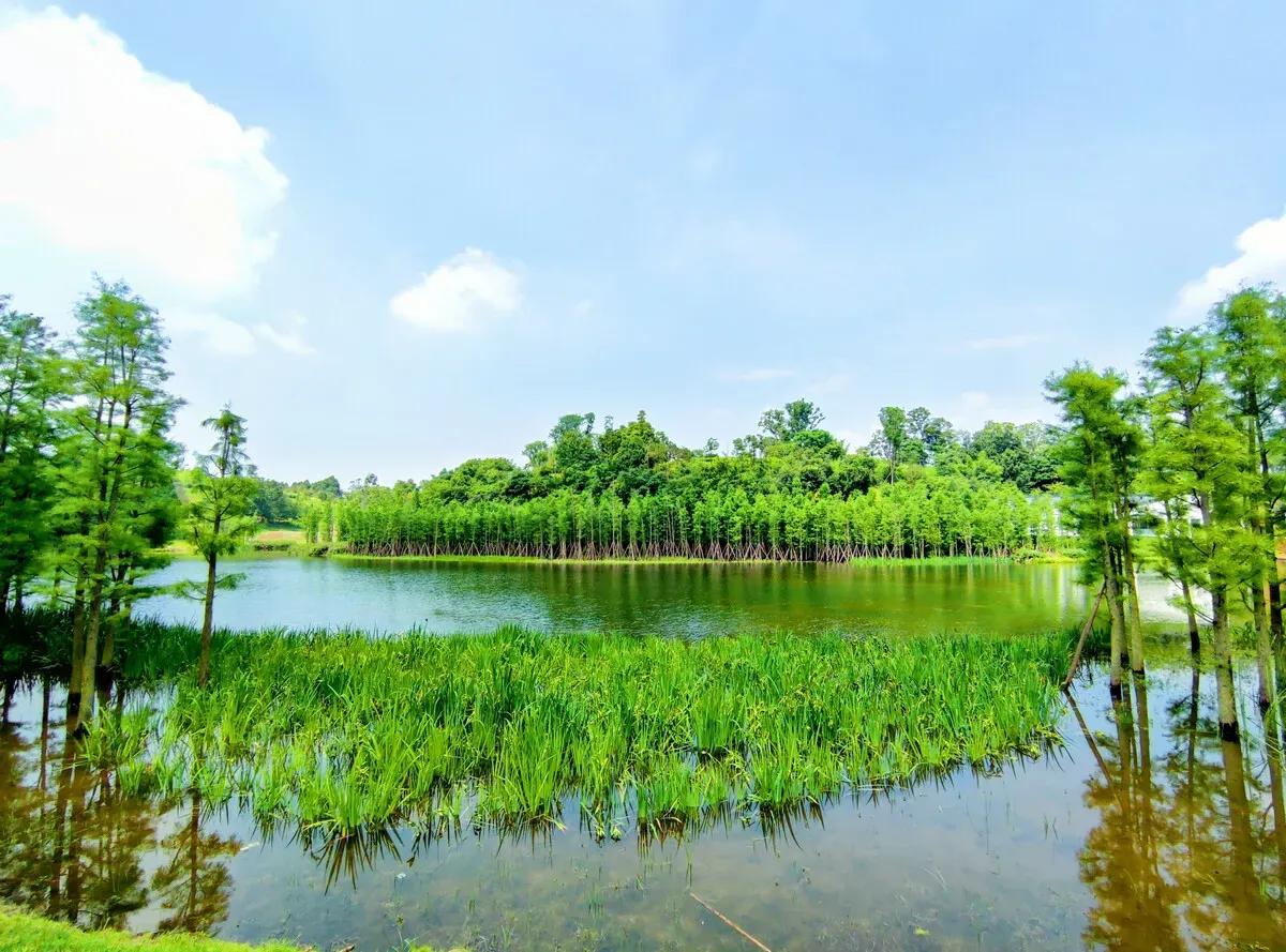 七律·湿地公园
文/陈德金（江西）

草场林涛浪接天，霓虹四射水生烟。
青山列岸