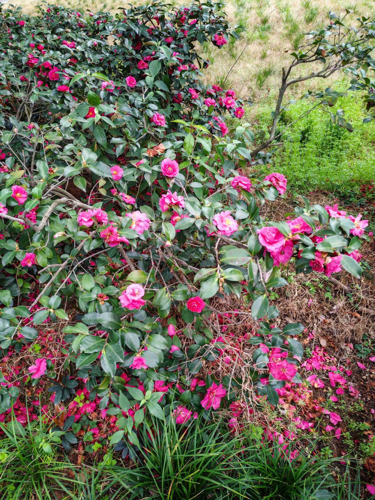 我的今日状态：😁轻松愉快
我这里的天气：☀️晴天