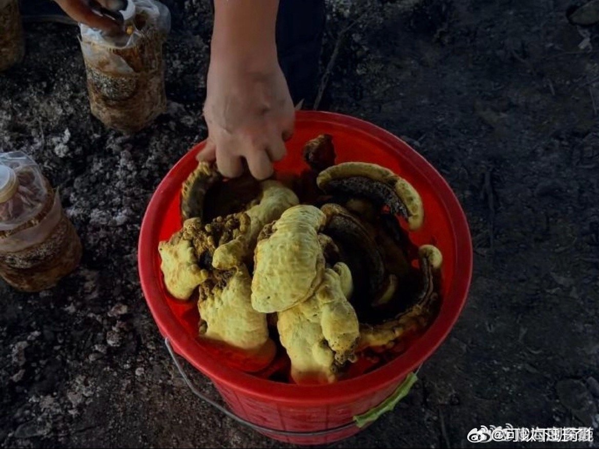 临海试种珍稀桑黄喜获丰收助力乡村振兴攻克桑黄培育瓶颈，科技助农提质增收。台州乐源