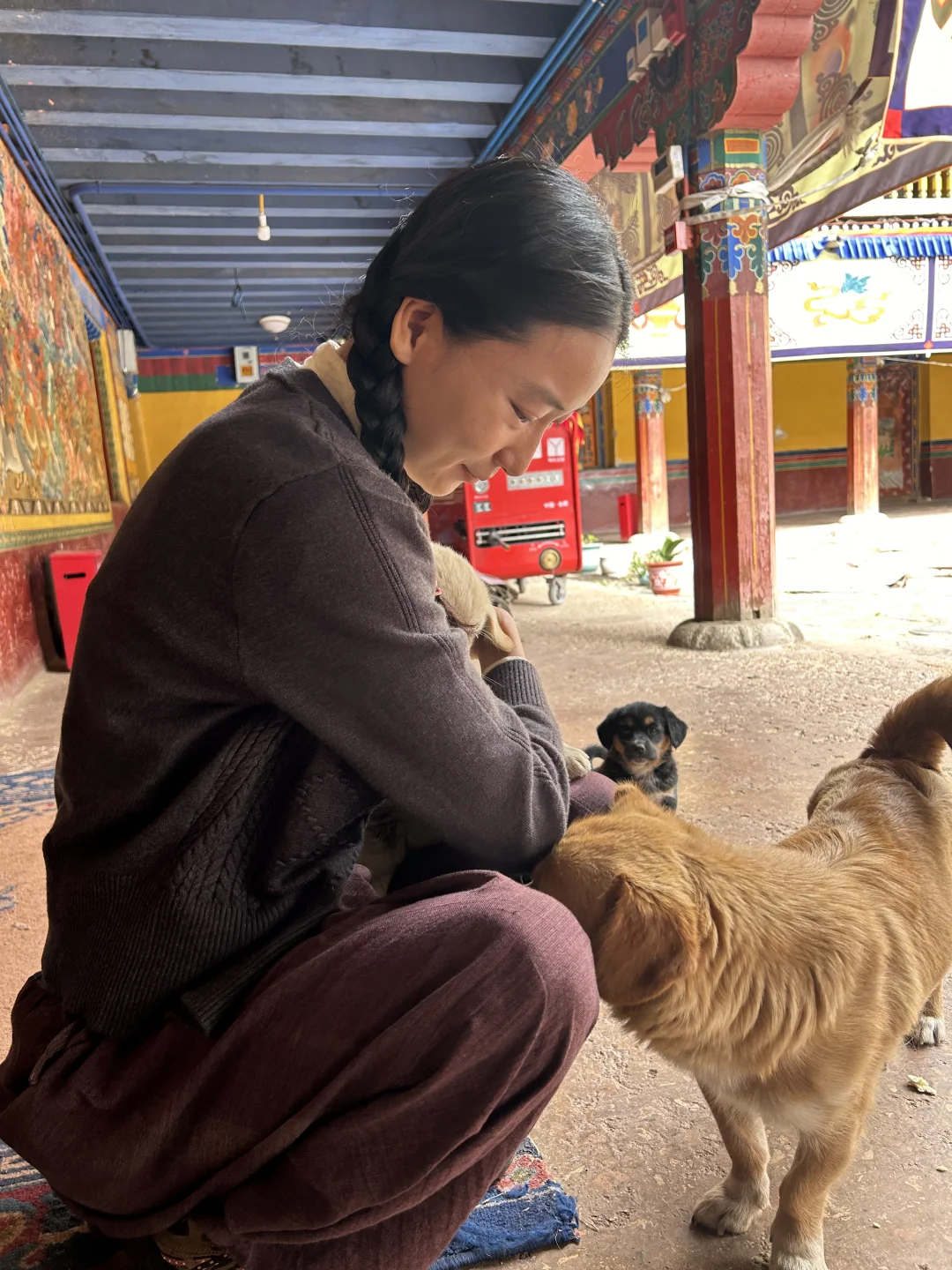 阿噜阿噜 这样叫她就过来了 生了五个仔的狗狗妈妈🐕