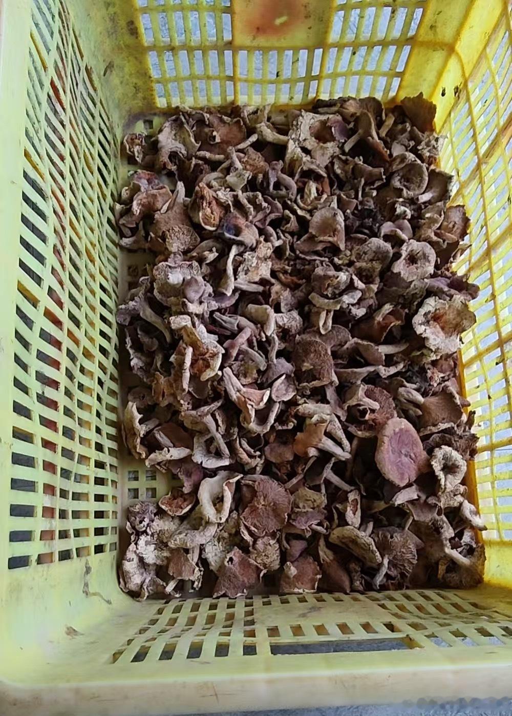 好消息，茶哥后天就回江西了14号回江西，15号回深圳我看到他早上采的这一朵菌子都