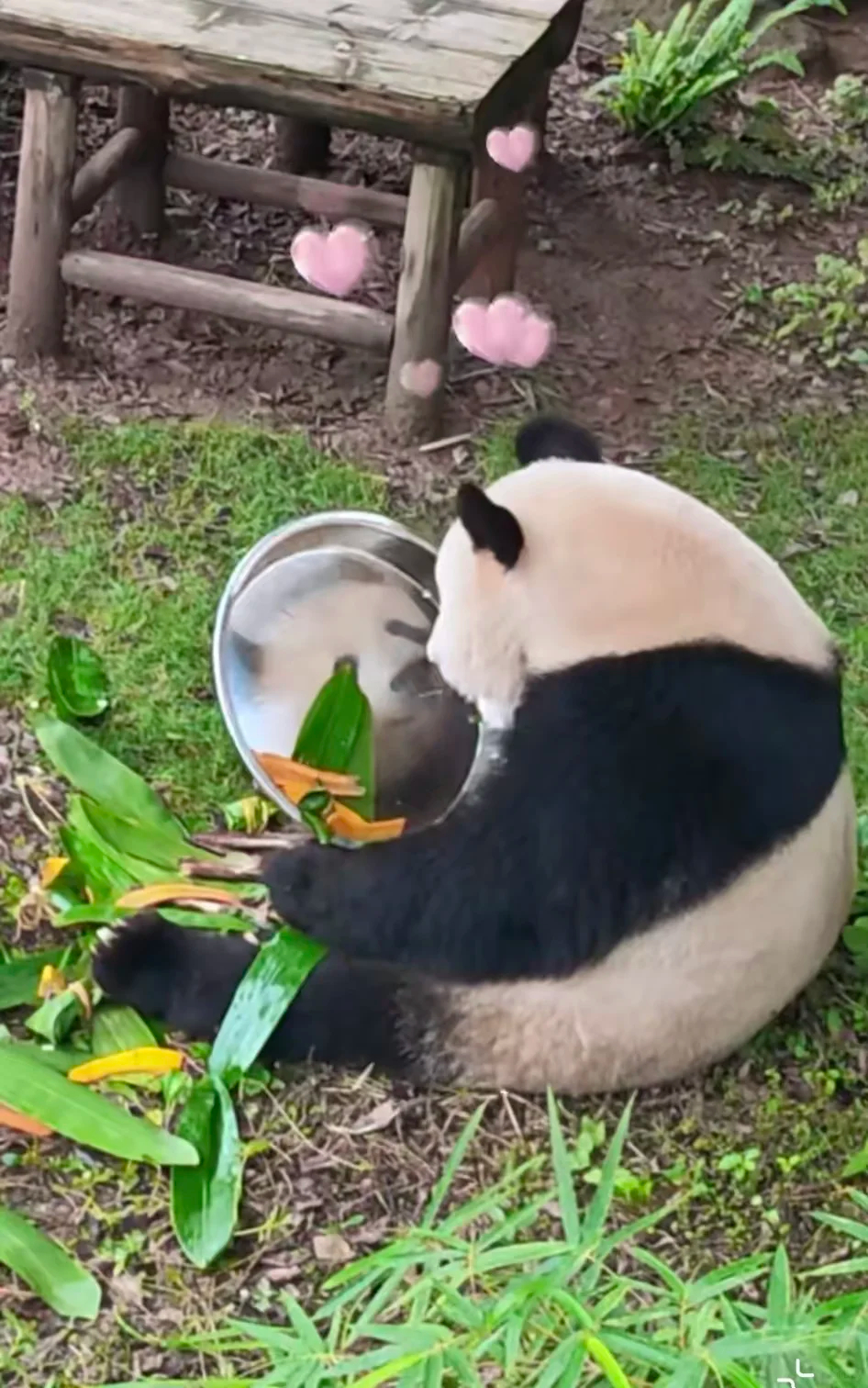 魔镜啊魔镜，谁是这世界上最漂亮的熊猫 
