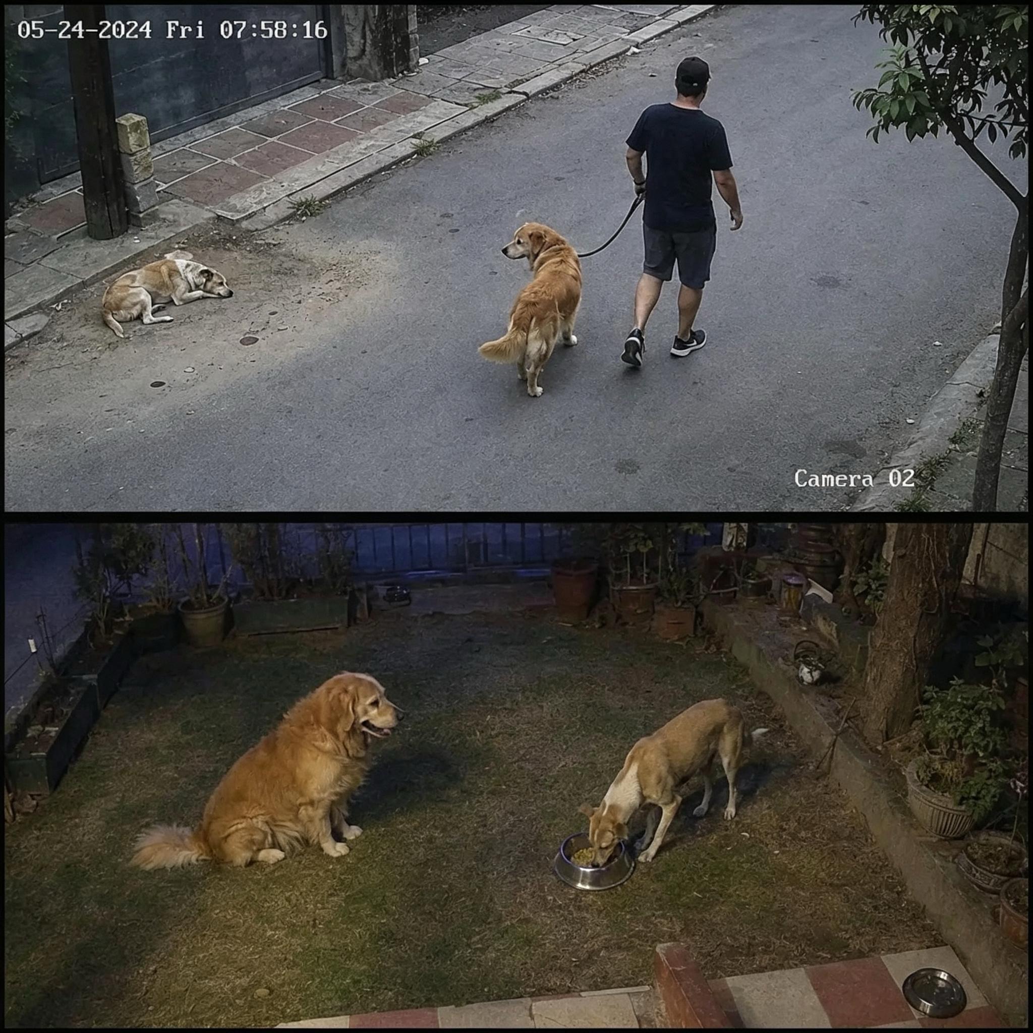 男子带着自家金毛出门散步。途中偶遇一只孤零零蹲在路边的流浪犬。 他短暂...