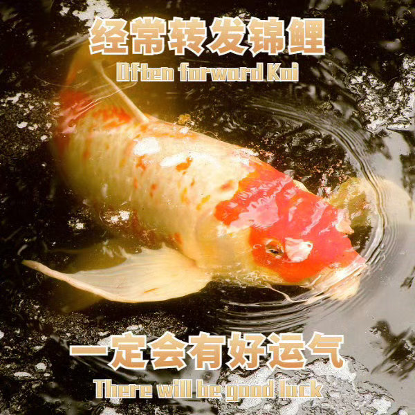秒转下锦鲤大王的锦鲤王~一切都会好起来的[锦鲤] ​​​​私信，可以许愿 ​​​
