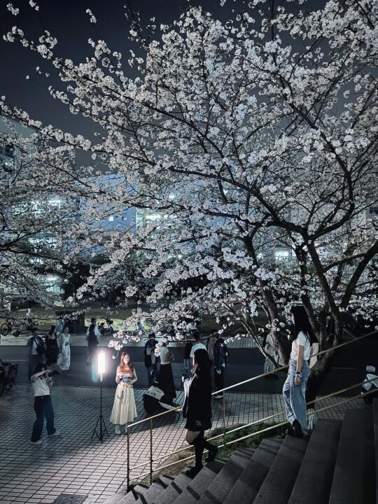 谁又能拒绝同济沉醉的夜樱呢