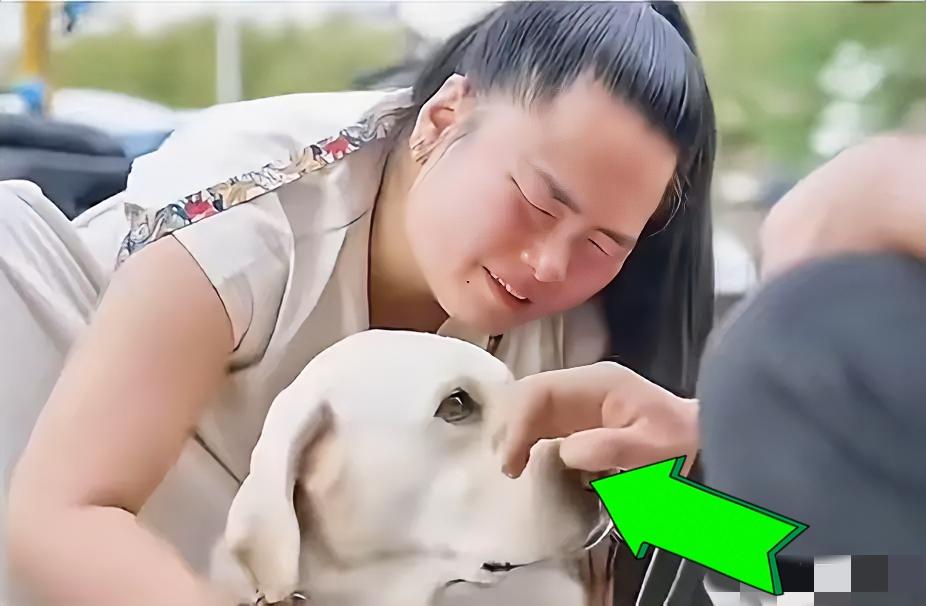 带着主人爬泰山的导盲犬芬迪，已经完成与王女士的任务，返回大连基地。

在王女士与