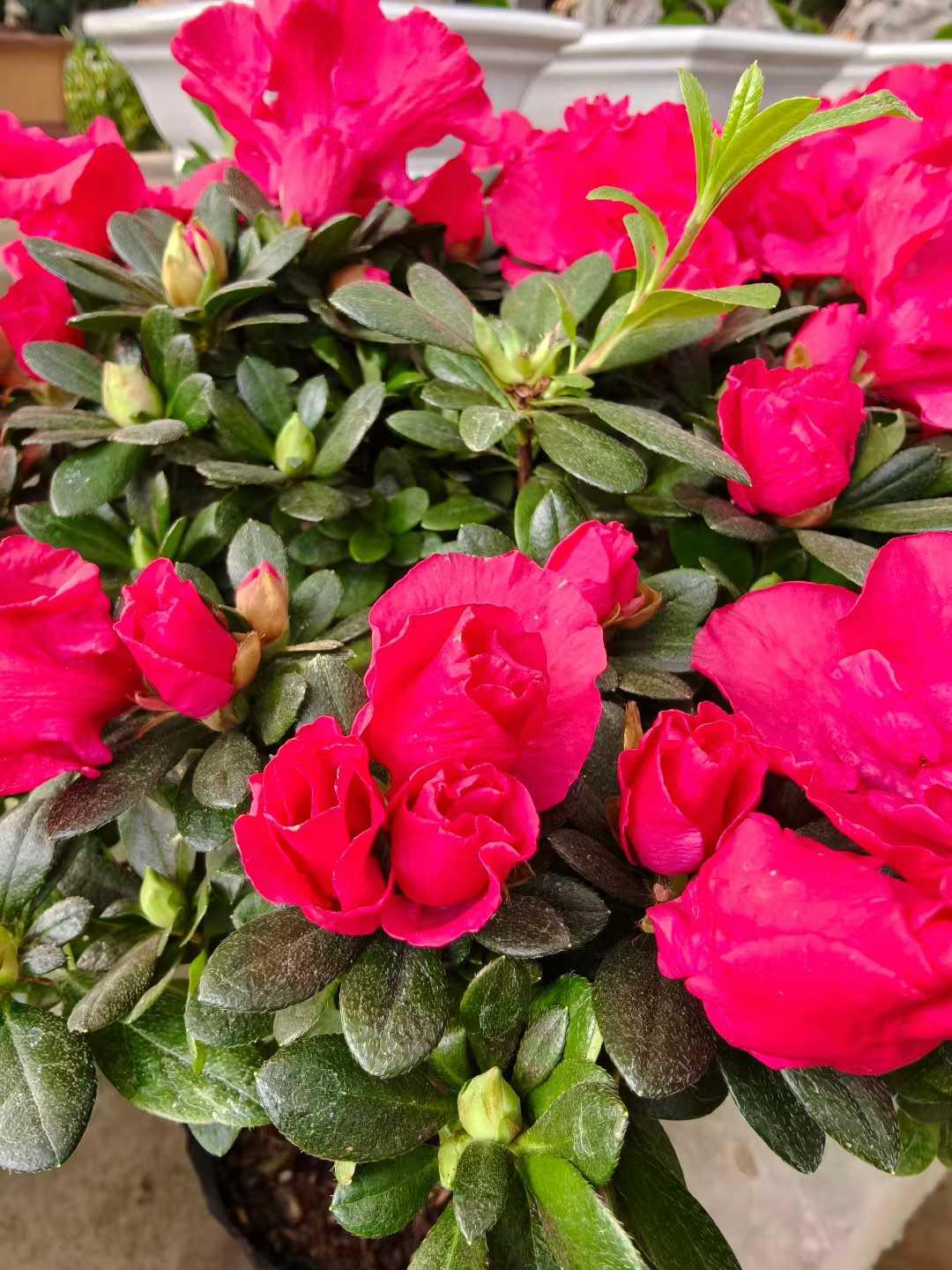 人民日报值得深思的一段话：任何事都没有永远，也别问怎样才能够永远，谁都不知道今天