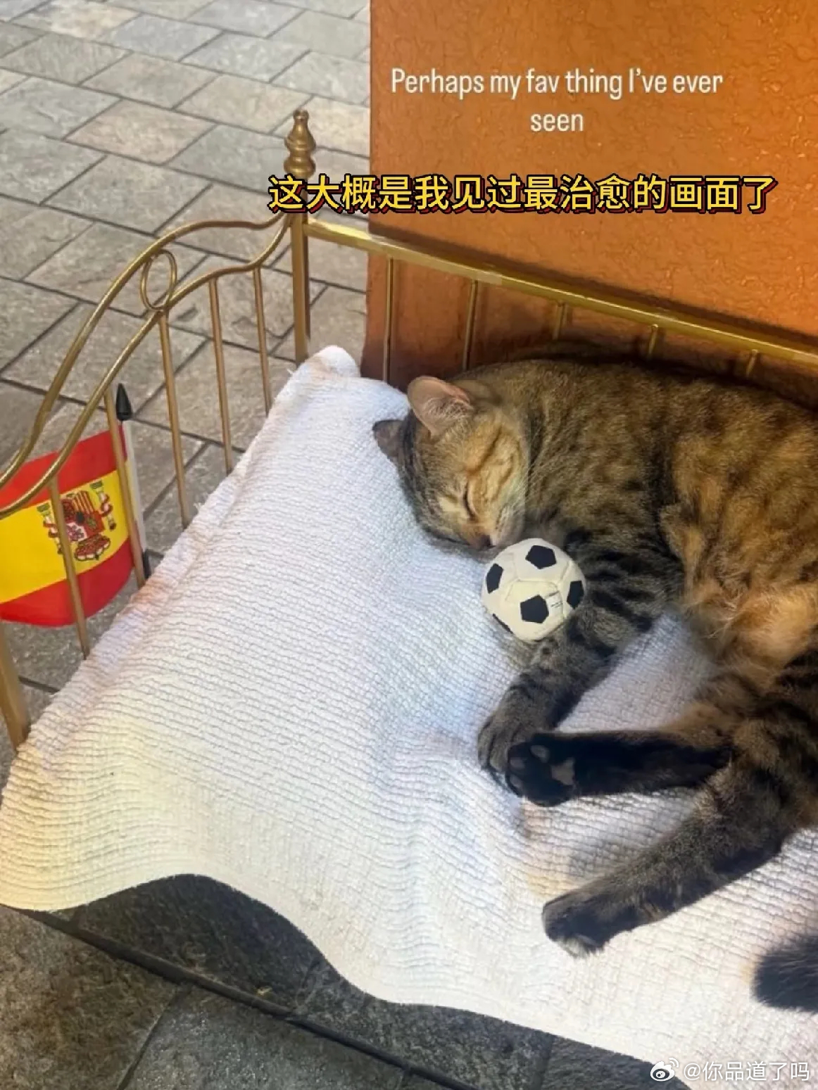 谷爱凌晒照偶遇一只小流浪猫，她开心逗猫！因为她自己就是养宠人，她家里有两只猫，其
