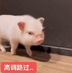 放一只崔然竣在这跑来跑去 