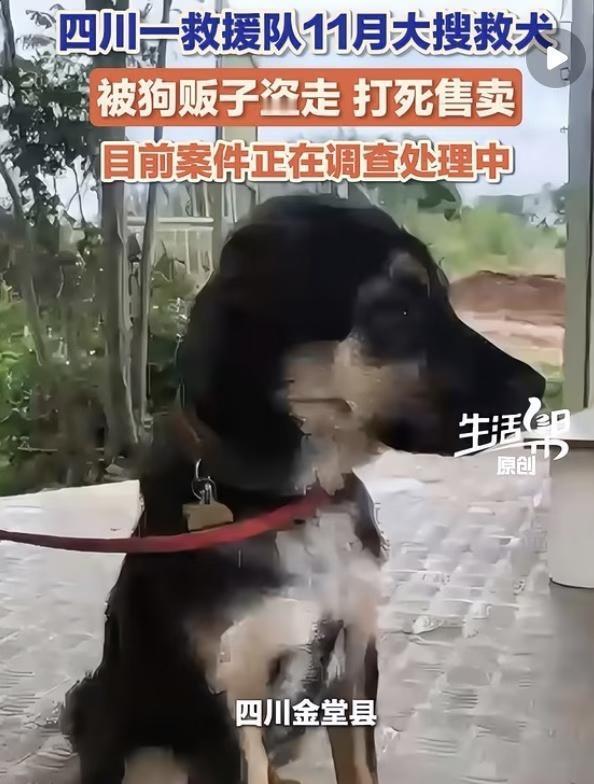 真好啊！！
多讽刺！四川地震 搜救犬 不敢相信这是真的 尊重动物生命 怎么可以这