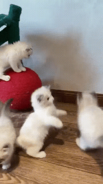 小猫爬墙，很可爱