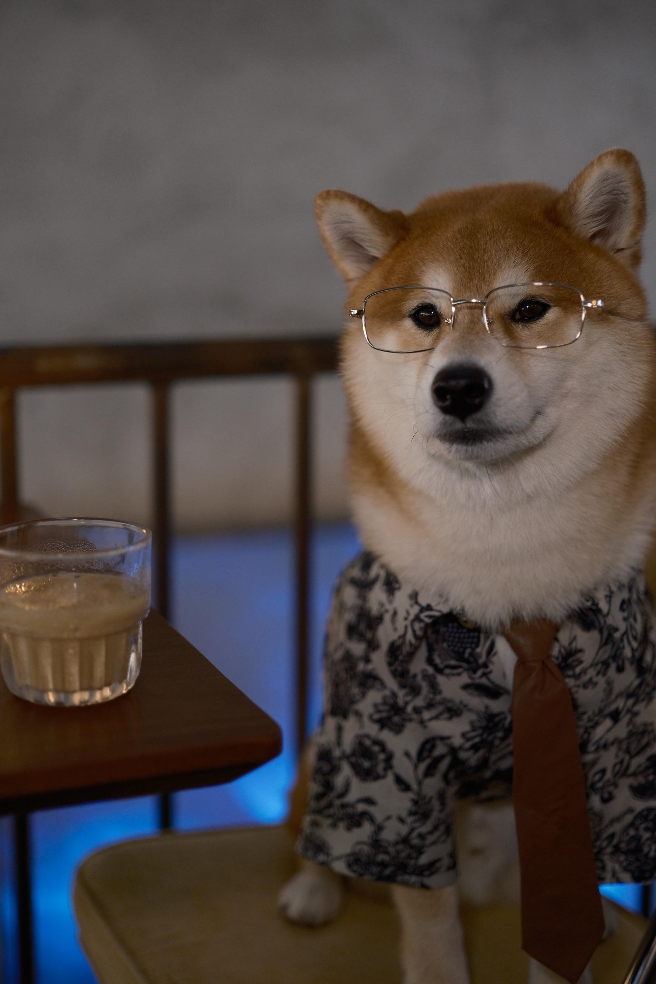 小时候最讨厌帅的狗。没想到长大后我也成为了这样的狗😎狗终究是会活成自...