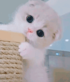 小猫交换猫名片 路过小猫，速速交换名片！我是人，随时待命当铲屎官😻 